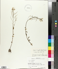 Cardamine bulbosa image