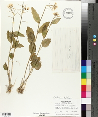 Cardamine bulbosa image