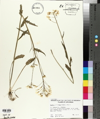 Cardamine bulbosa image