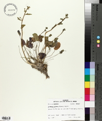 Cardamine bulbosa image