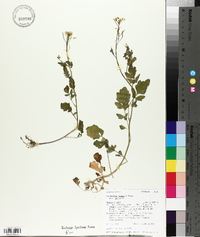 Cardamine breweri image