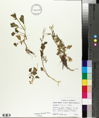 Cardamine breweri image