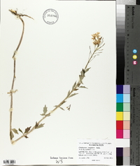 Cardamine angulata image