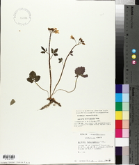 Cardamine angustata image