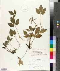 Cardamine angustata image