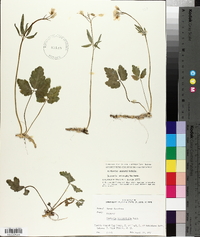 Cardamine angustata image