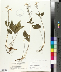 Cardamine angustata image