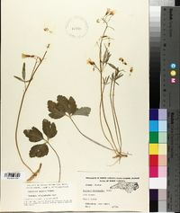 Cardamine angustata image