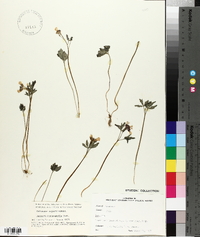 Cardamine angustata image