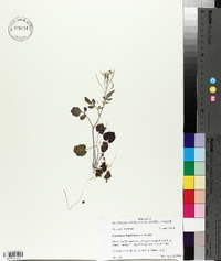 Cardamine flagellifera image