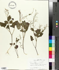 Cardamine flagellifera image