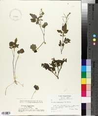 Cardamine flagellifera image