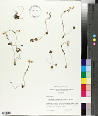 Cardamine douglassii image