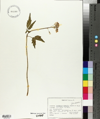 Cardamine diphylla image