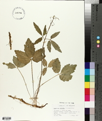 Cardamine diphylla image