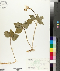 Cardamine diphylla image