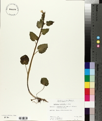 Cardamine cordifolia image