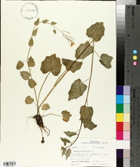 Cardamine cordifolia image