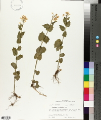 Cardamine cordifolia image