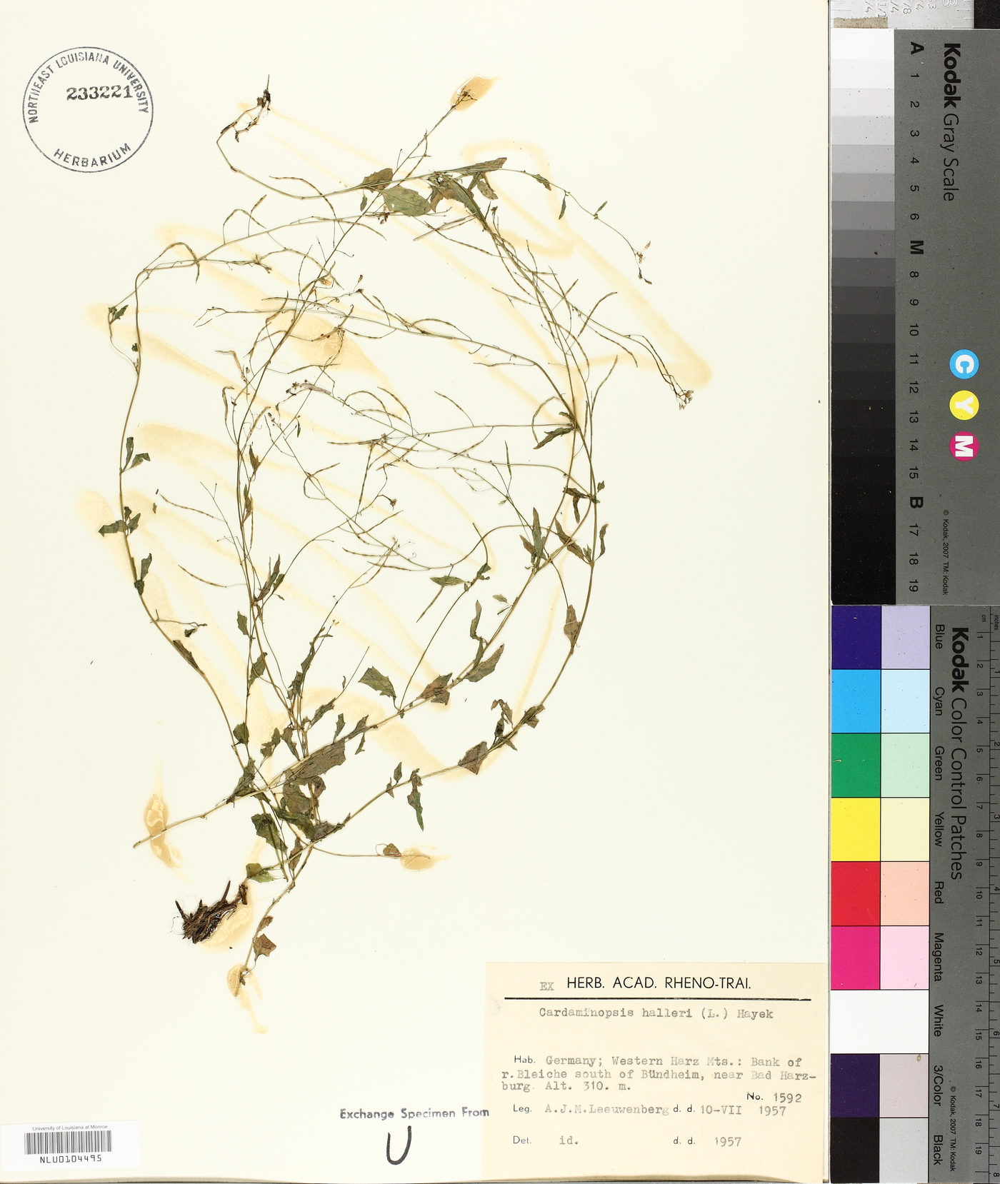 Arabidopsis halleri image
