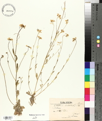 Arabidopsis arenosa image