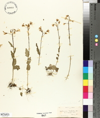 Cardamine bulbosa image