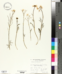 Cardamine pratensis image