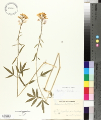 Cardamine bulbifera image