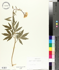 Cardamine bulbifera image