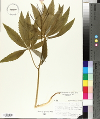 Cardamine heptaphylla image
