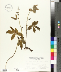 Cardamine bulbifera image