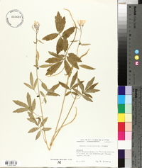 Cardamine bulbifera image