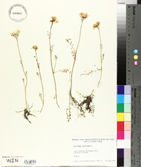 Cardamine pratensis image