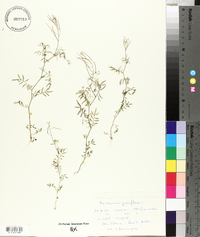 Cardamine parviflora image