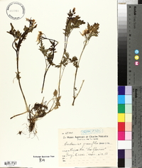 Cardamine geraniifolia image