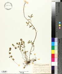 Cardamine pratensis var. palustris image