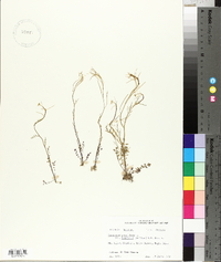 Cardamine parviflora var. arenicola image