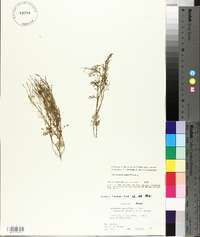 Cardamine parviflora image