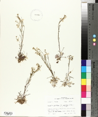 Cardamine parviflora var. arenicola image