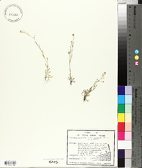 Cardamine parviflora image