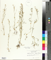 Cardamine parviflora image