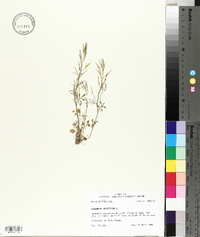 Cardamine parviflora image