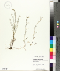 Cardamine parviflora image