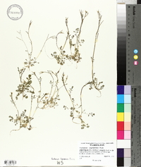 Cardamine oligosperma image