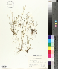 Cardamine oligosperma image