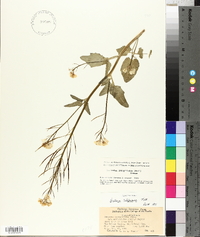 Cardamine californica image