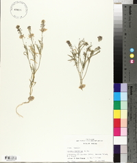 Erysimum linifolium image