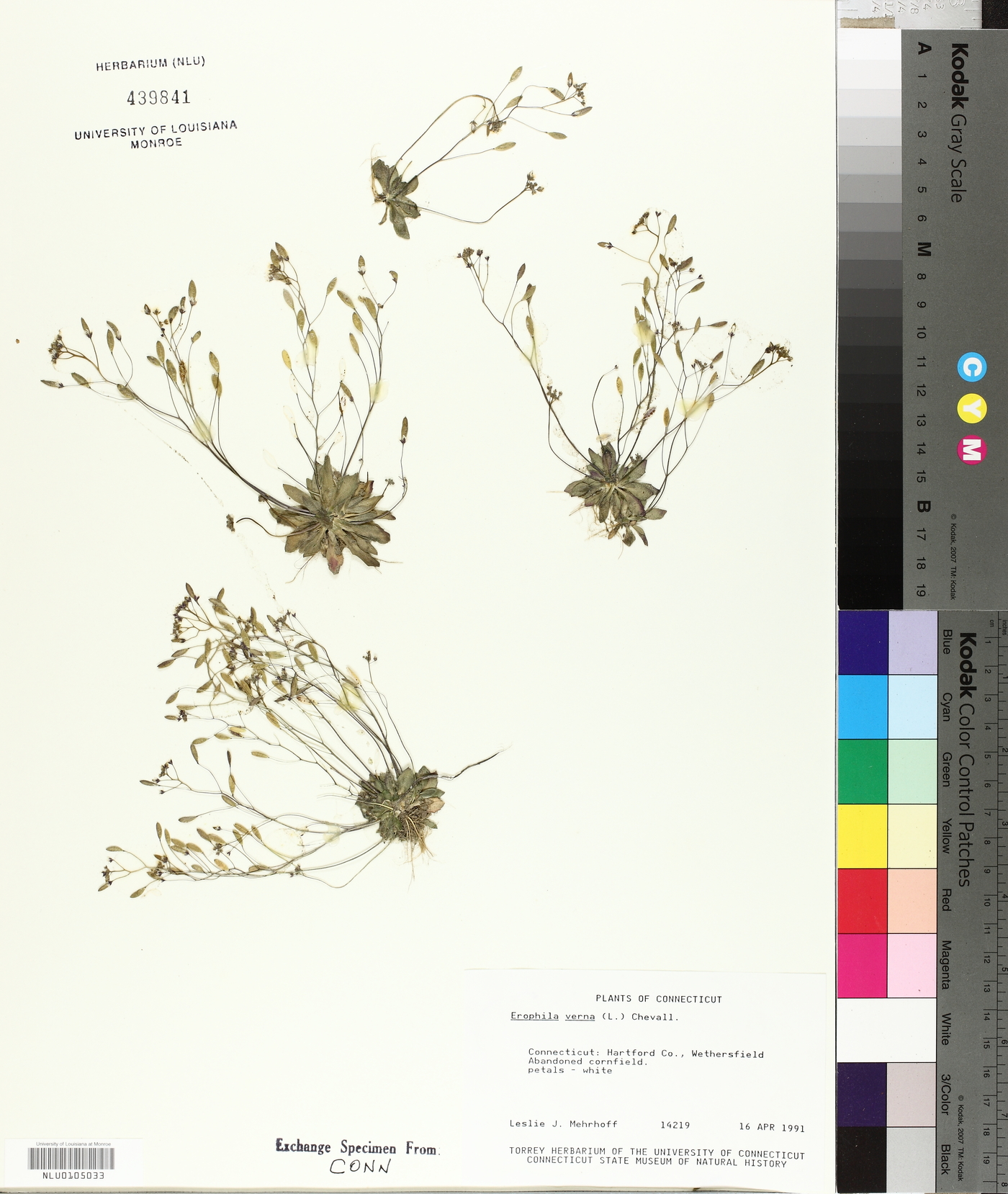 Erophila verna image