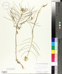 Erysimum asperum image