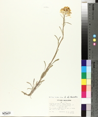 Erysimum perenne image